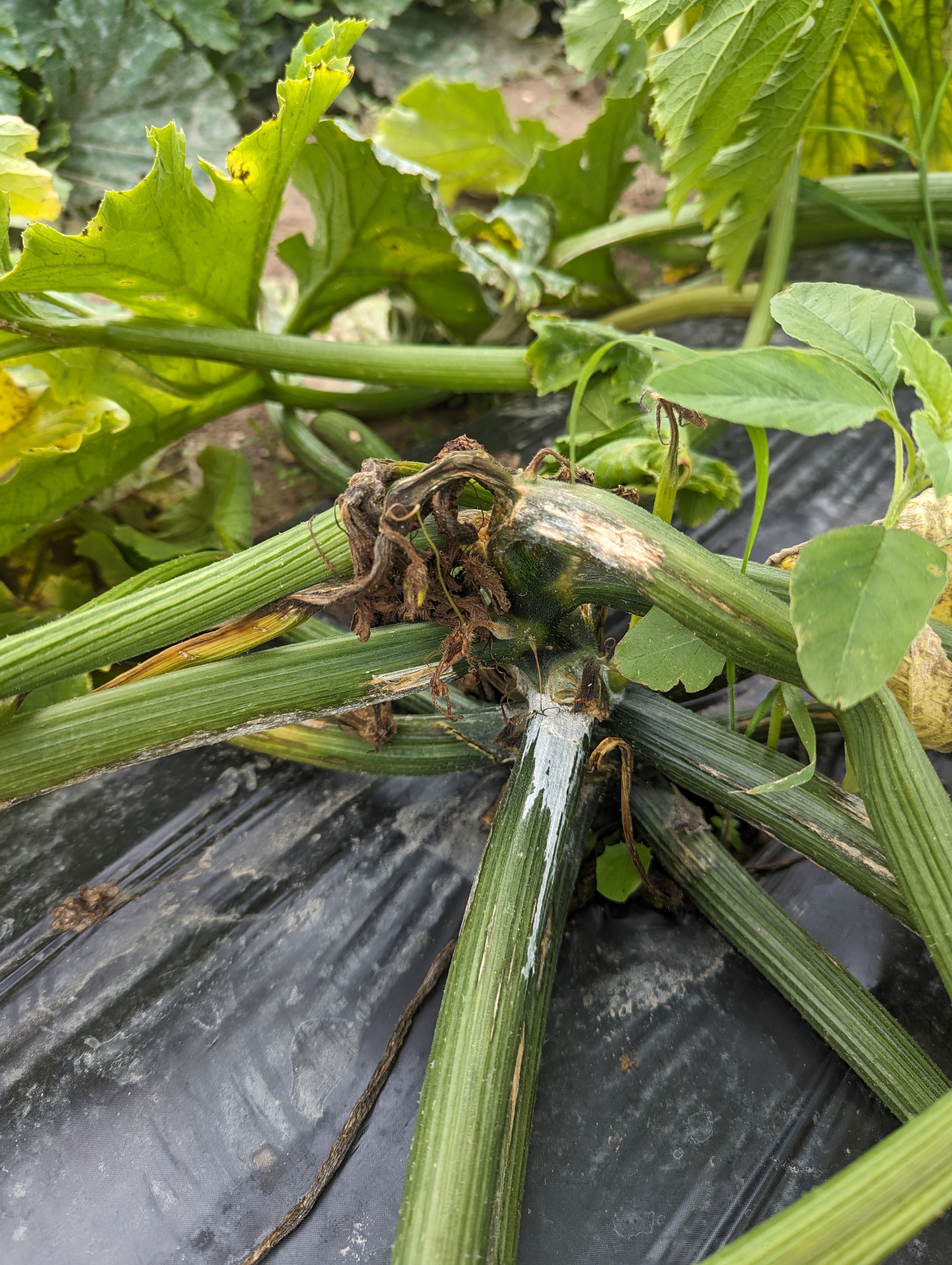 A zucchini plant starting to die.